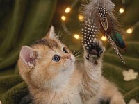 British shorthair golden yavrular