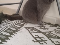 British shorthair dişi