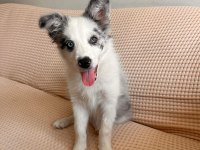 Blue Merle Border Collie Yavru