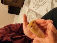 Tatlış Yavru Hamster Yavrucaklar