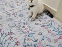 Dişi British Blue Point
