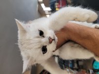 A kalite british shorthair yavrular sahiplendirilecektir