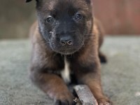 Safkan Belçika Kurdu Malinois Yavrular