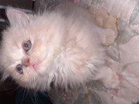 Safkan iran kedi yavrusu