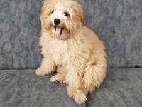 Ev doğumu 4 aylık maltipoo