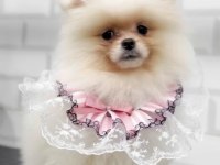 Safkan orjinal şecereli pomeranian boo yavrular