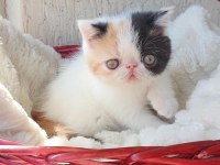 Calico exotic shorthair aşkları