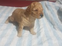 Yavru toy poodle