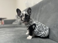 Black merle ten french bulldog