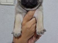 Pug Mops Bebekler
