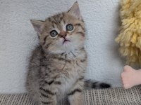 Kedimiz Lokum un 4 adet british shorthair yavrusu