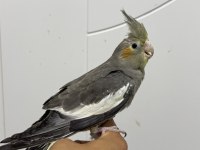 Sultan papağanı sahiplendirilecekler