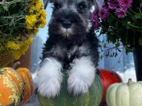 FCI şecereli Miniatute Schnauzer yavru köpekler