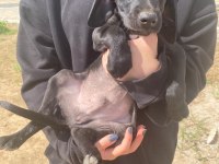 Annesi cocker baba pointer