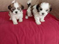 Shih tzu yavrularımız sağlık ve ırk garantili teslim