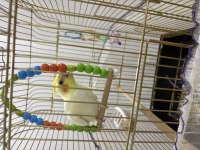 Lutino sultan papağanı 3 aylık