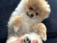 Pomeranian boo