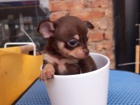 Tea Cup Yavru Chihuahua Sigara Kutusu Kadar