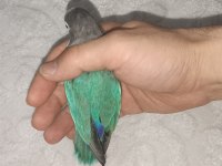Erkek Cennet Papağanı 2 Yaşında