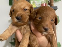 Maltipoo bebekler