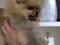 Pofuduk Pomeranian Minişler