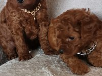 Toy poodle erkek yavrular