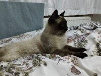6 Aylık erkek siyam kedisi