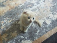 Scottish fold yavrular