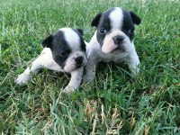 Orijinal Erkek French Bulldog Yavrular