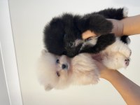 Mükemmel Güzellikte Orijinal Teddy Bear Pomeranian Boo