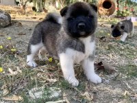Muhteşem erkek akita bebek