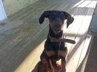 Dişi Doberman Köpeği