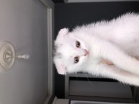 Scottish Fold Yavrularımıza Yeni Yuvalarını Arıyoruz