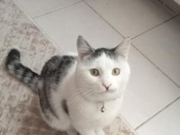 Sıcak kanlı sevecen boncuk kedim