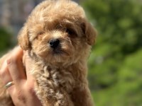 Toy Poodle Maltipoo Bebekler