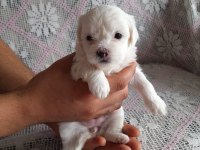 SÜTTEN KESİLMEYE HAZIR MALTİPOO YAVRULAR