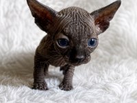 A Kalite Black Sphynx