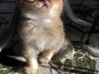 British Longhair Erkek