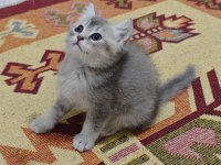 A Kalite British Shorthair Blue Golden