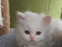 Hazır british longhair yavrular