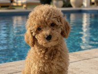 Orijinal Kore Maltipoo Bebekler