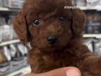 Safkan toy poodle yavrularımız