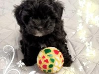 En Küçük Boy Maltipoo