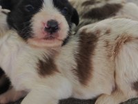4 Aralık doğumlu afacan border collie