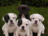 DİŞİ ERKEK FRANSIZ BULLDOG BEBEKLER