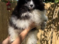 Pomeranian boo bicolor erkek uygun