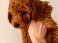 Dişi poodle yavrumuz