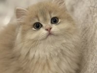 Saf kan british longhair şecereli dişi yavru