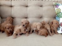 Maltipoo terrier köpekler