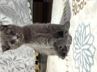 2 aylık dişi scottish fold